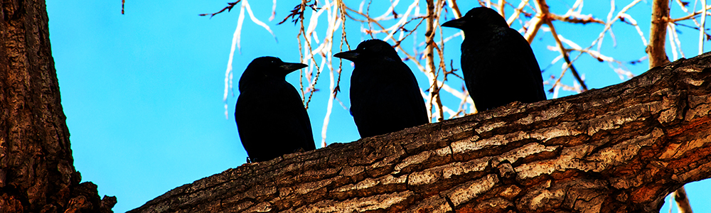 Gathering Crows